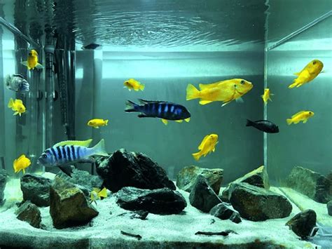 15 Dwarf Cichlids for a Peaceful Community Aquarium.